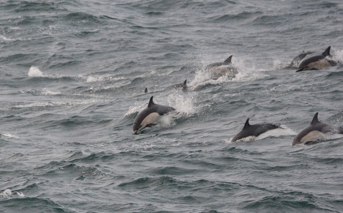 マイルカ - ML646167801