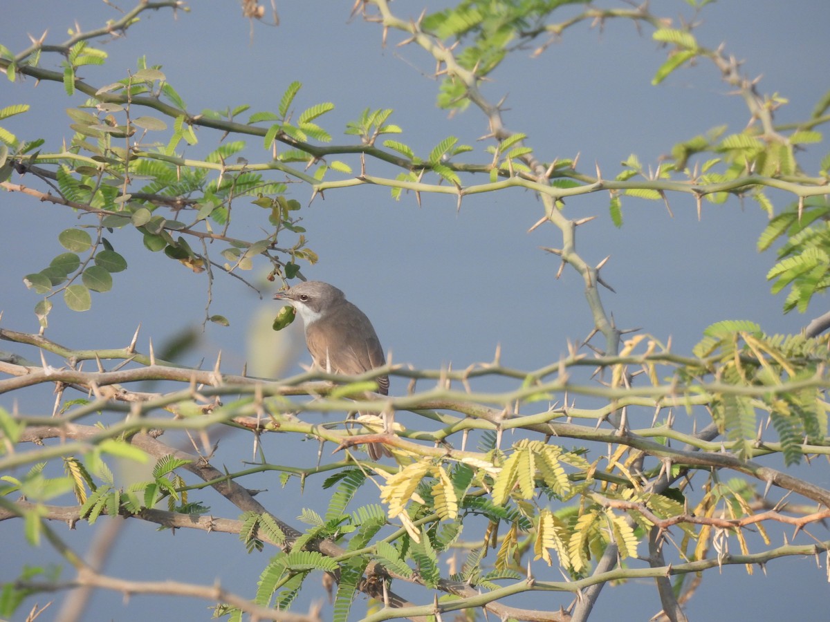 Lesser Whitethroat - ML646167809