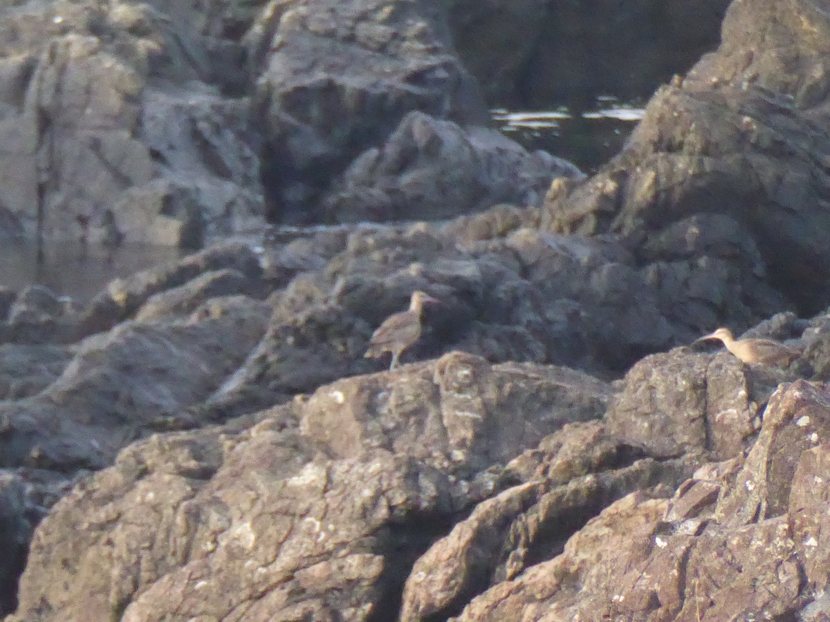 Hudsonian Whimbrel - ML646167810