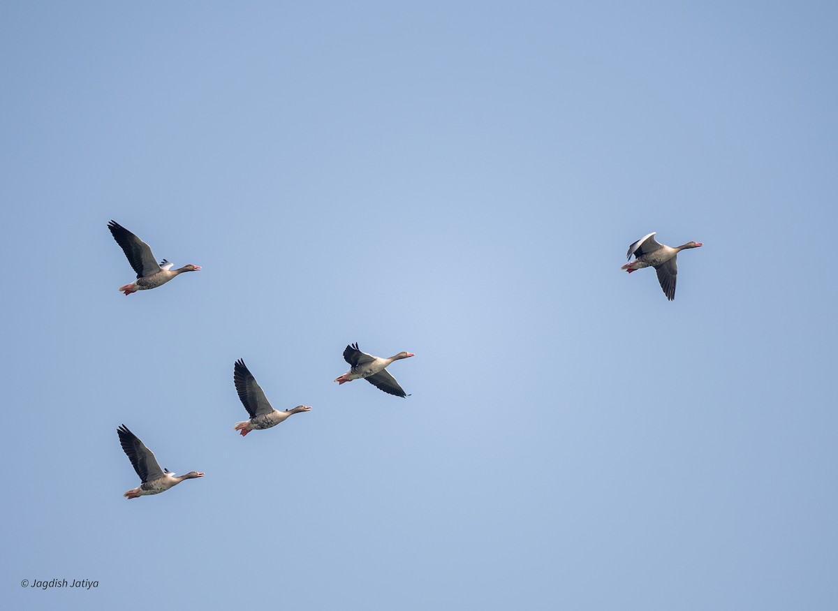 Гуска сіра - ML646167822