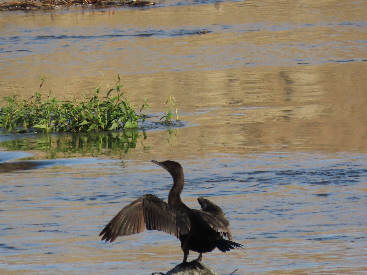 Double-crested Cormorant - ML646167825