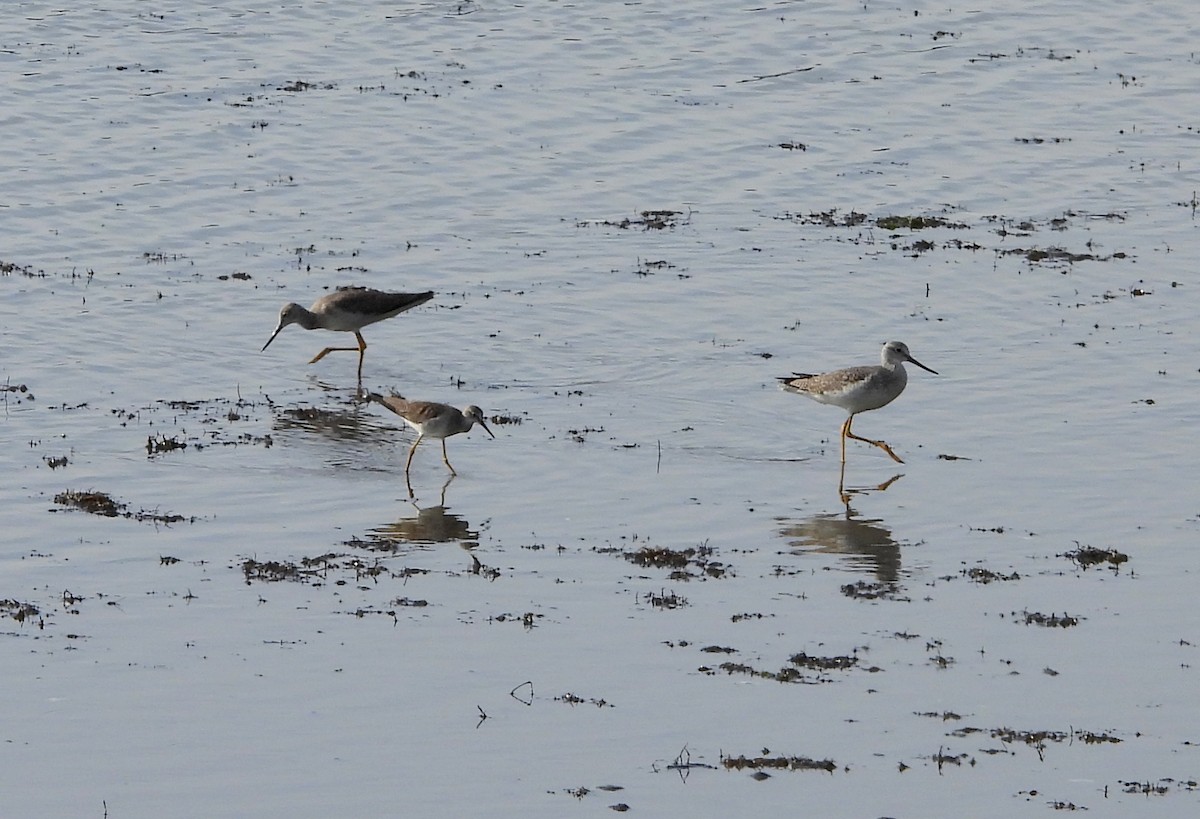 ביצנית צהובת-רגל - ML646167829