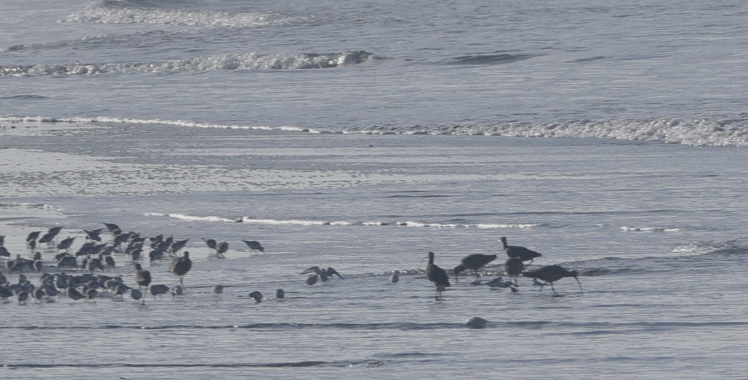 Кульон американський - ML646167830