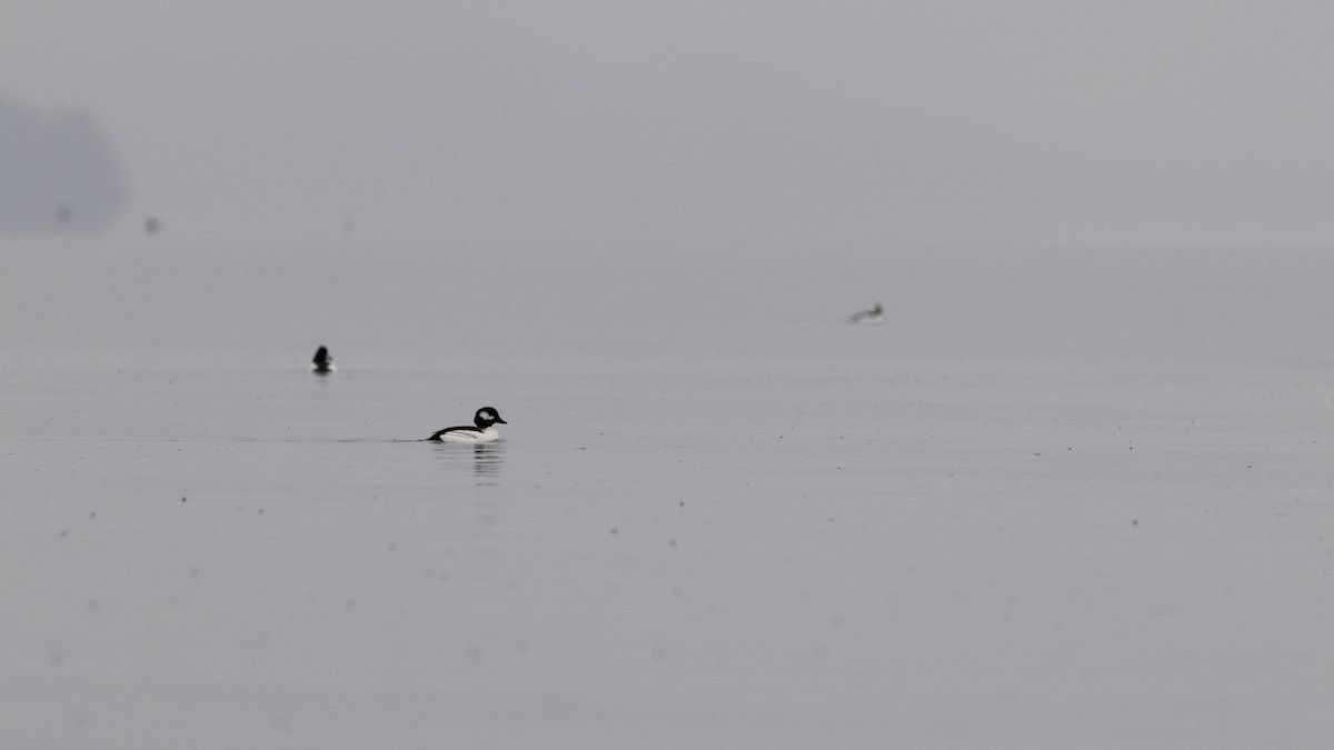 Bufflehead x Common Goldeneye (hybrid) - ML646167831