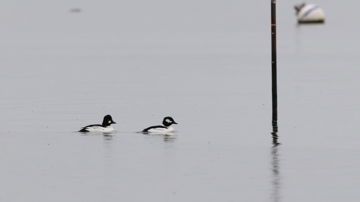 Bufflehead x Common Goldeneye (hybrid) - ML646167832