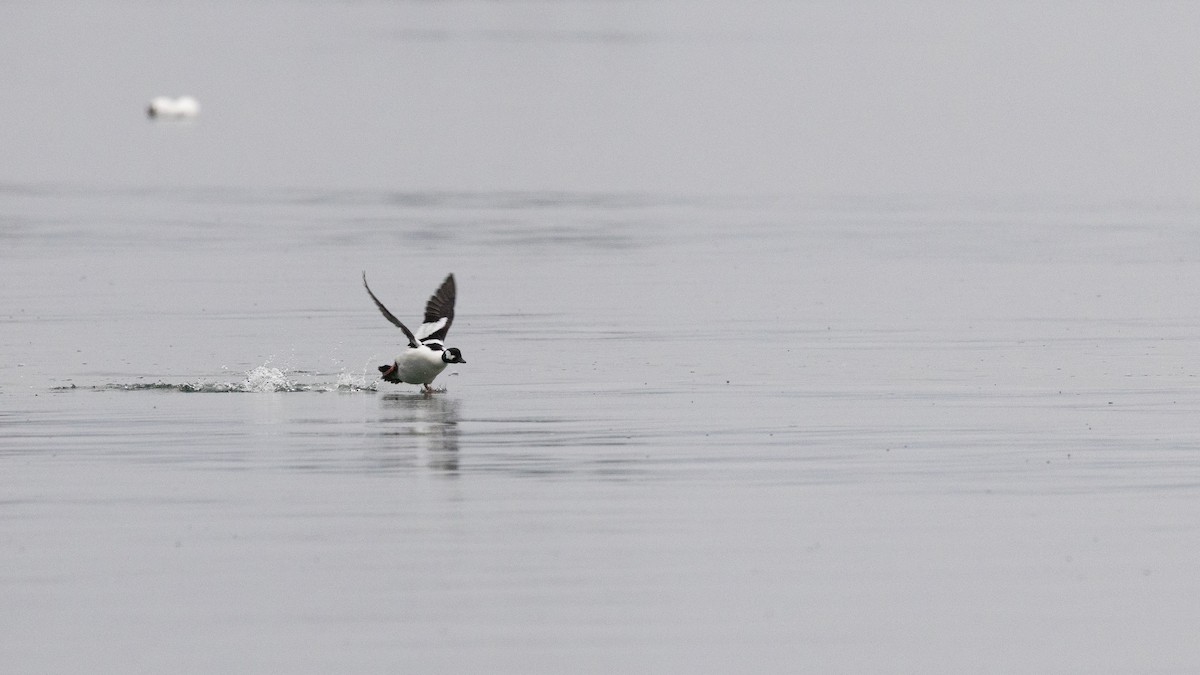 Bufflehead x Common Goldeneye (hybrid) - ML646167833