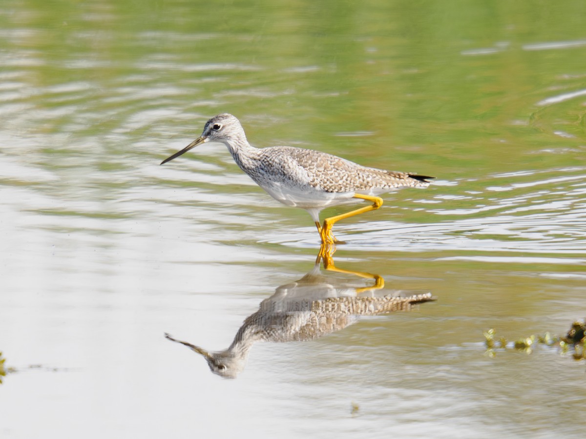 Greater Yellowlegs - ML646167835