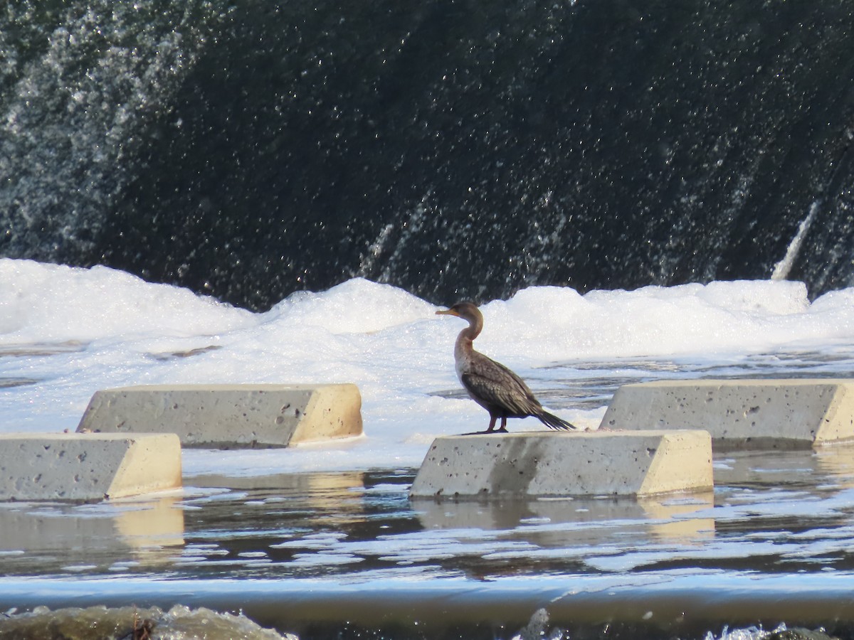 Double-crested Cormorant - ML646167837
