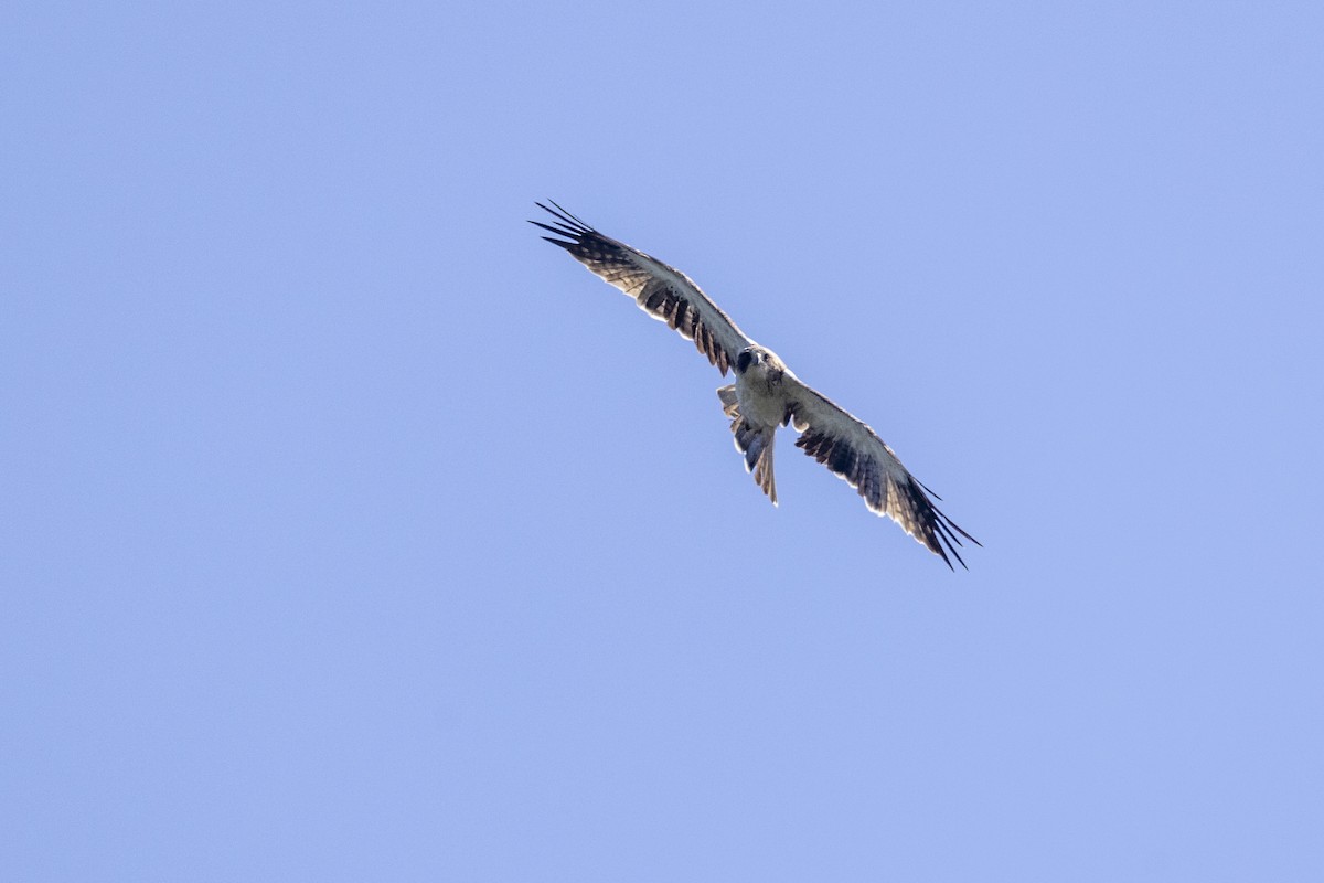 Booted Eagle - ML646167852
