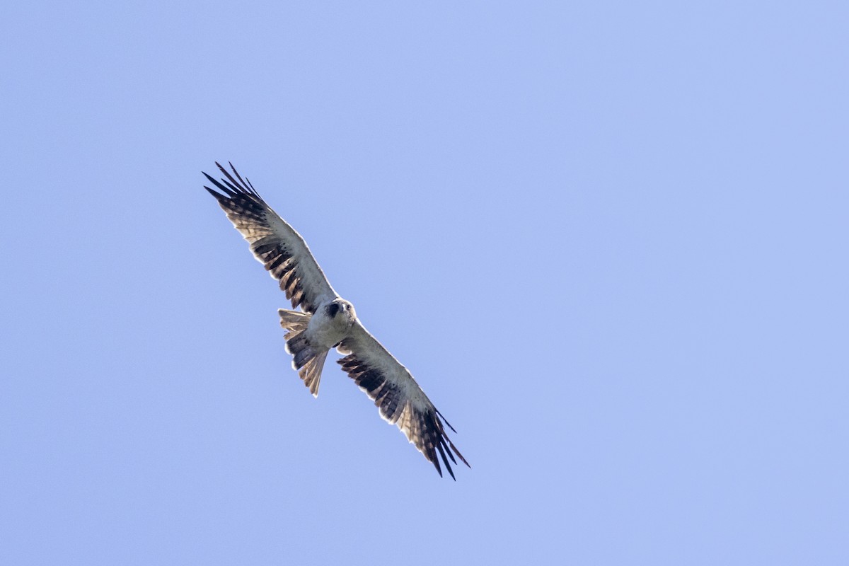 Booted Eagle - ML646167854
