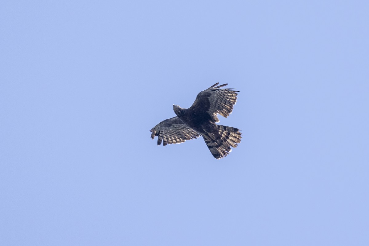 Oriental Honey-buzzard - ML646167859