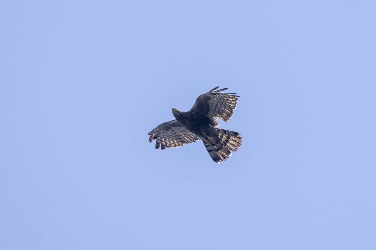 Oriental Honey-buzzard - ML646167860