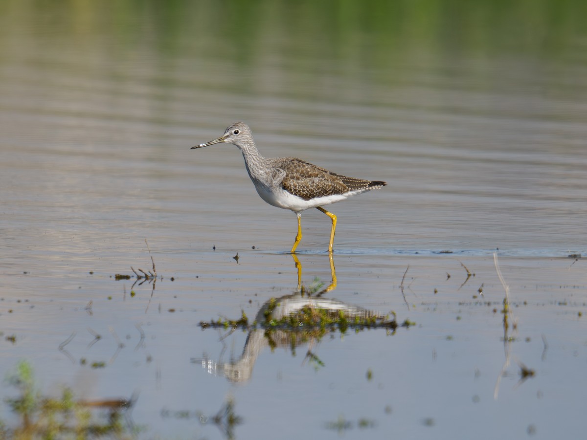 Greater Yellowlegs - ML646167861