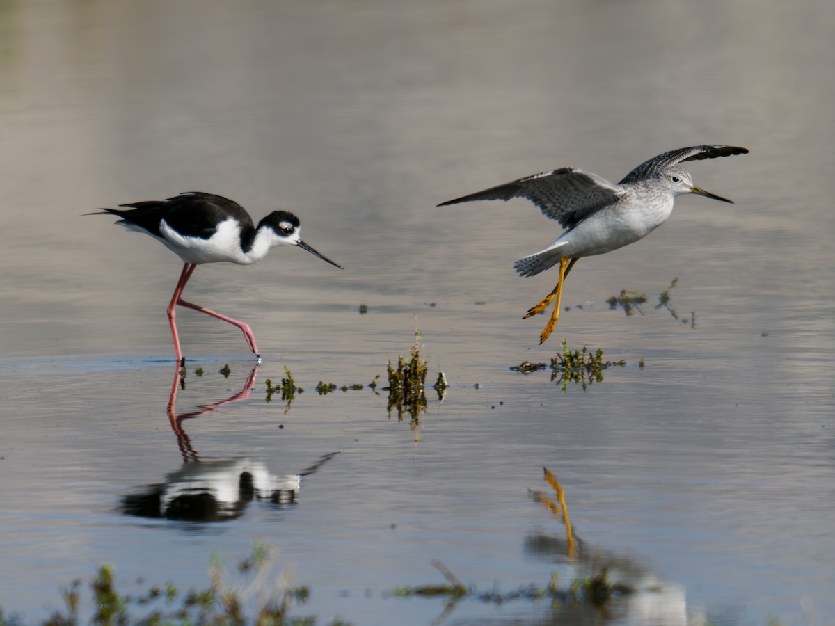 Greater Yellowlegs - ML646167862