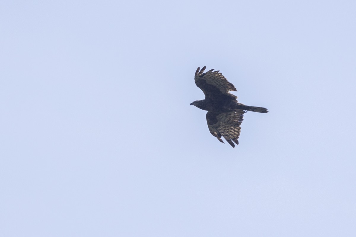 Oriental Honey-buzzard - ML646167863