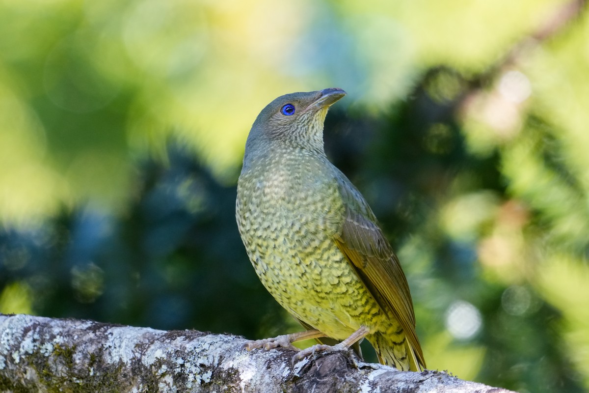 Satin Bowerbird - ML646167868