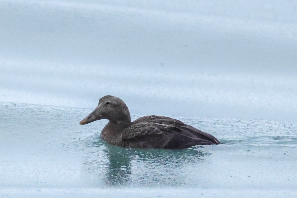 Common Eider - ML646167870
