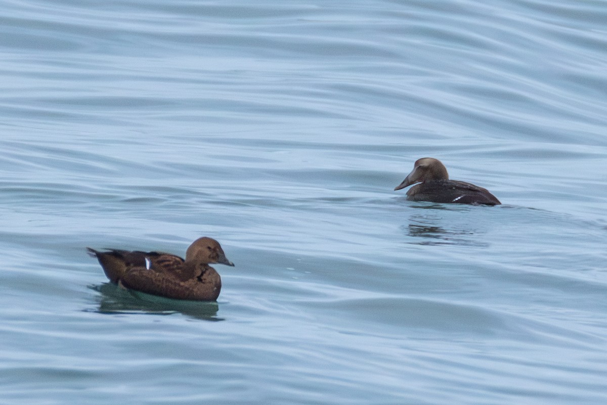 Common Eider - ML646167871