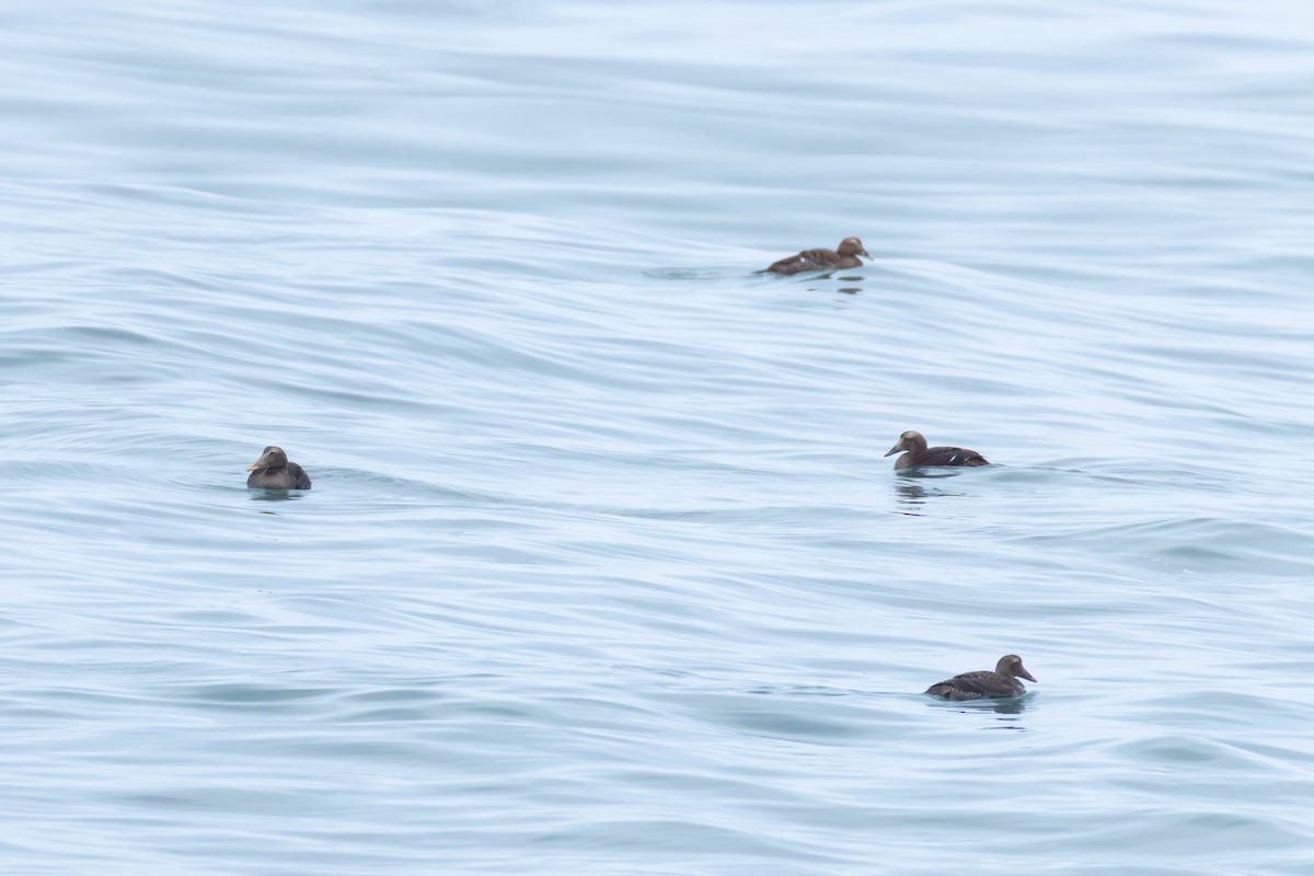 Common Eider - ML646167872