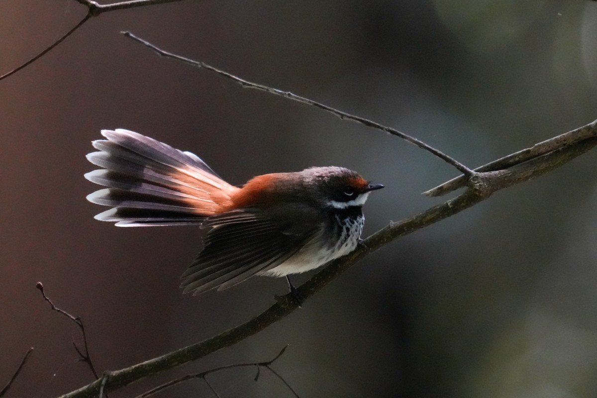 Australian Rufous Fantail - ML646167873