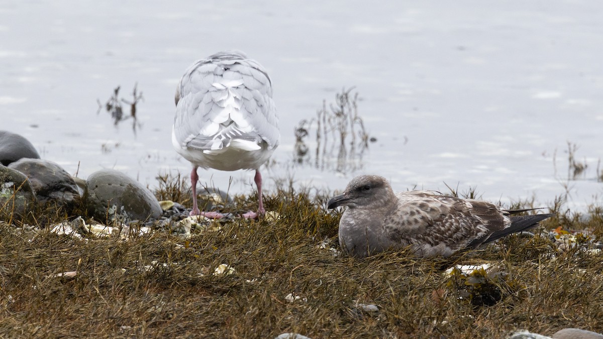 Western Gull - ML646167874