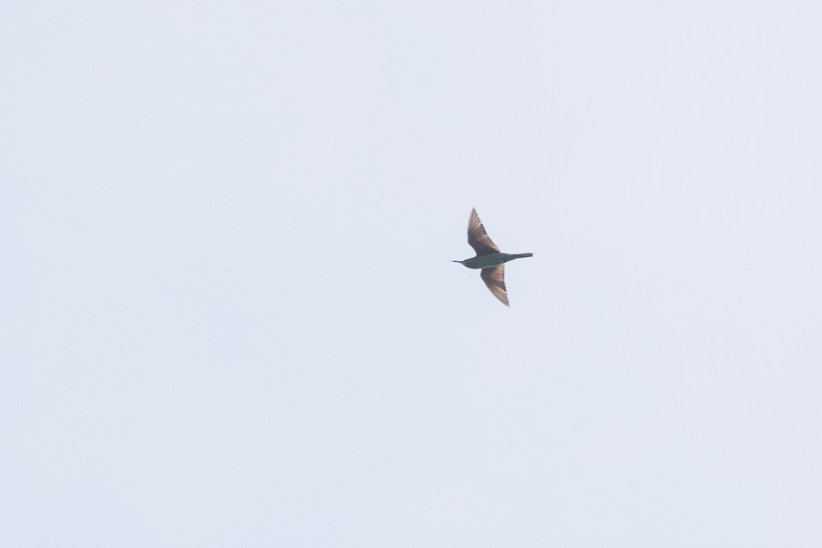 Blue-cheeked Bee-eater - ML646167877