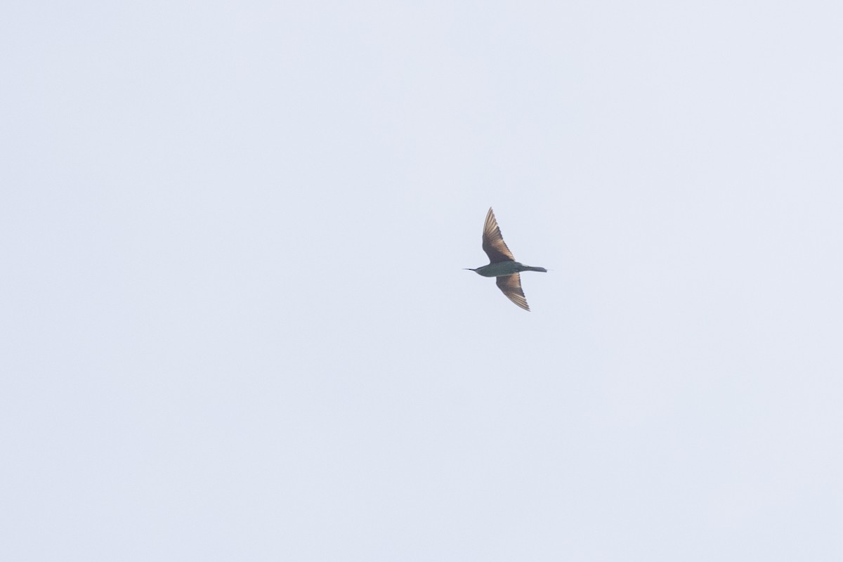 Blue-cheeked Bee-eater - ML646167878