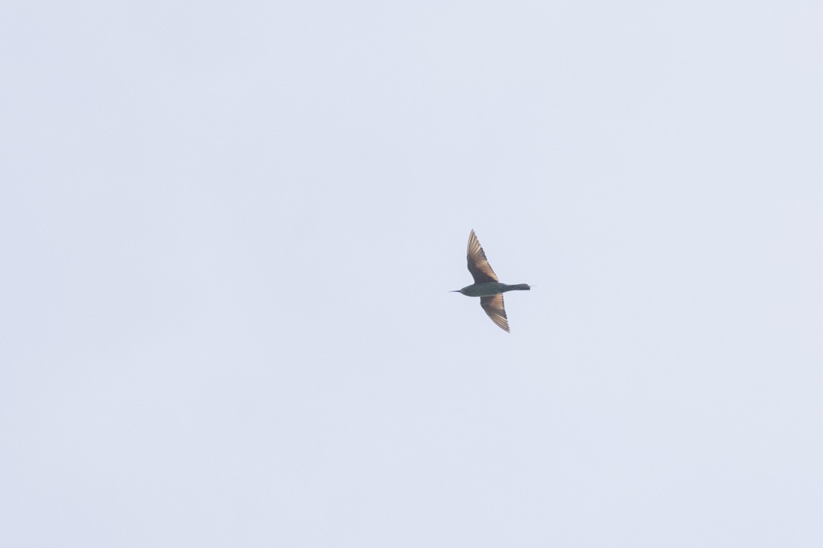 Blue-cheeked Bee-eater - ML646167880