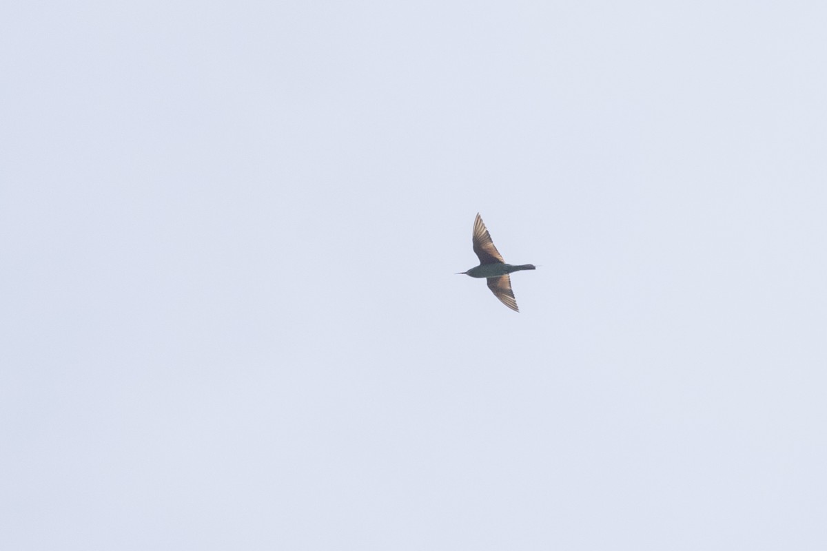 Blue-cheeked Bee-eater - ML646167882