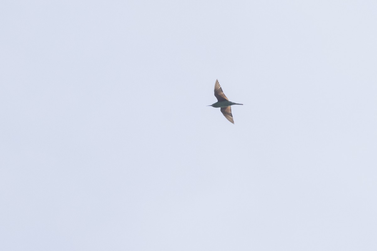 Blue-cheeked Bee-eater - ML646167883