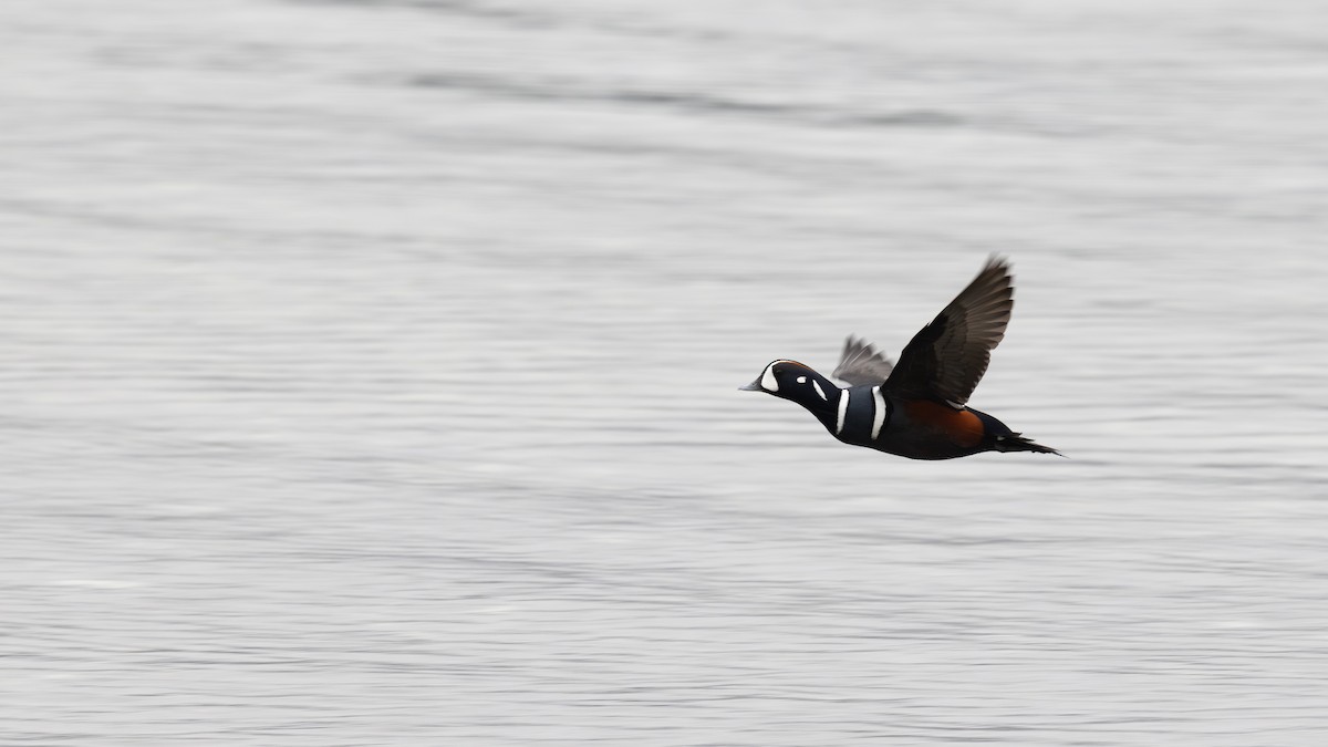 Harlequin Duck - ML646167885