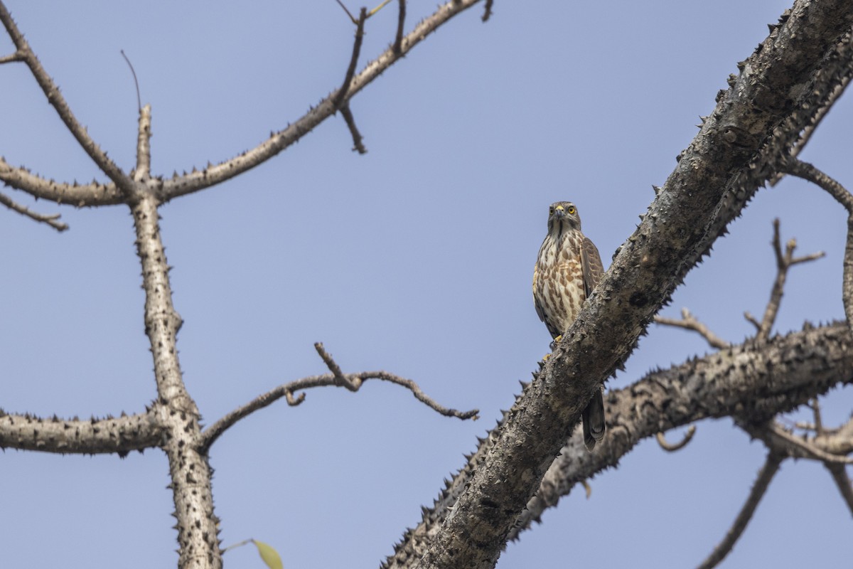 Shikra - ML646167886