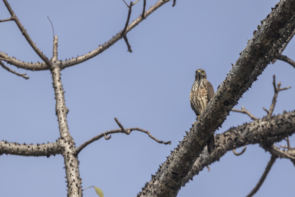 Shikra - ML646167887