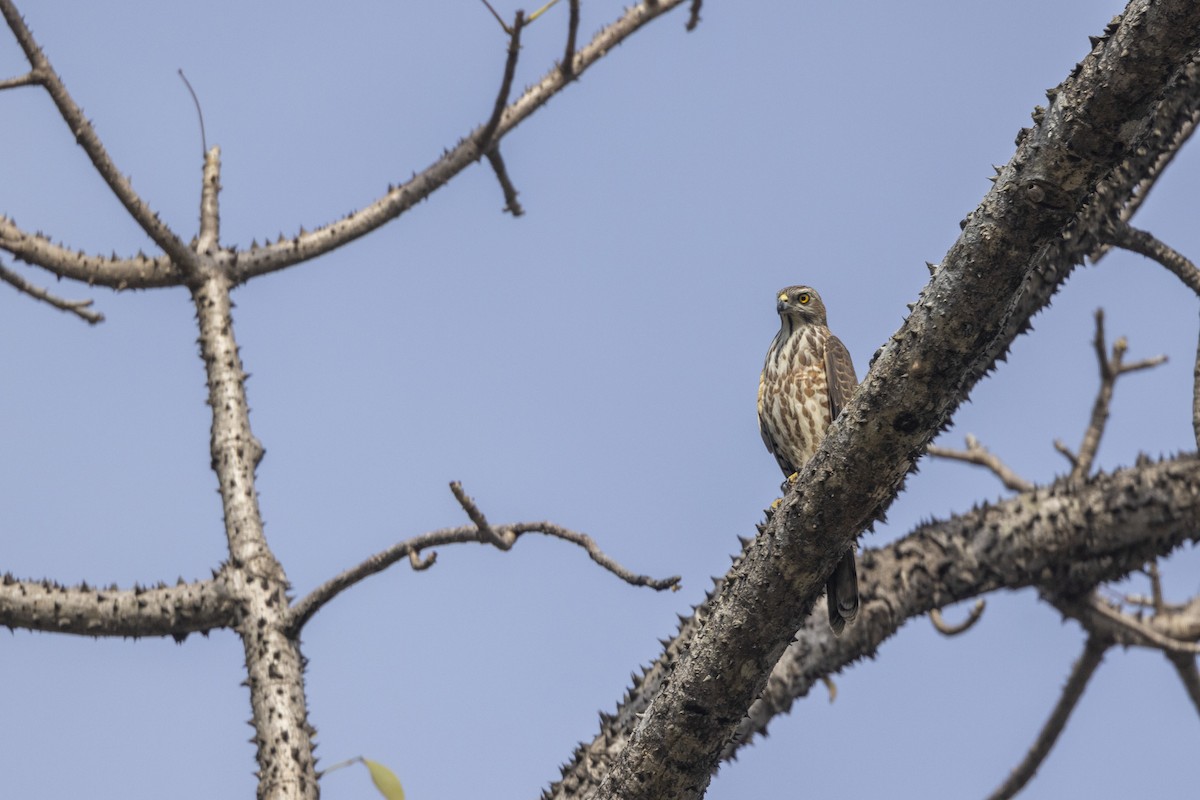 Shikra - ML646167888