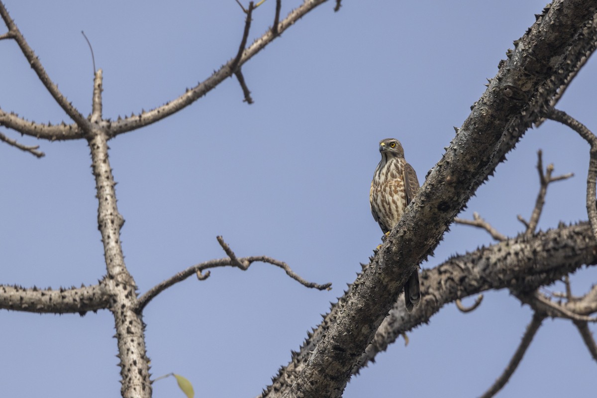 Shikra - ML646167889