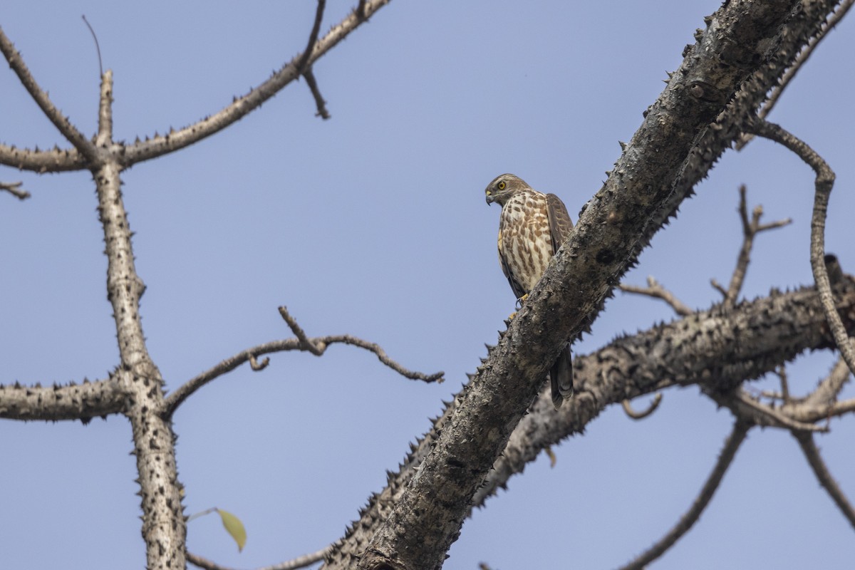 Shikra - ML646167890