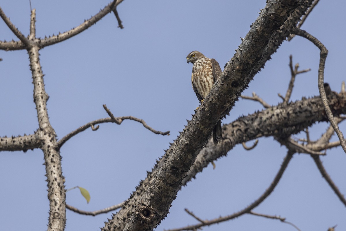 Shikra - ML646167891