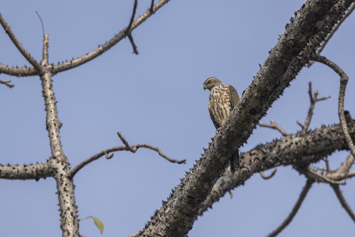 Shikra - ML646167892