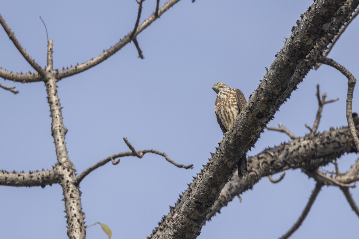 Shikra - ML646167893