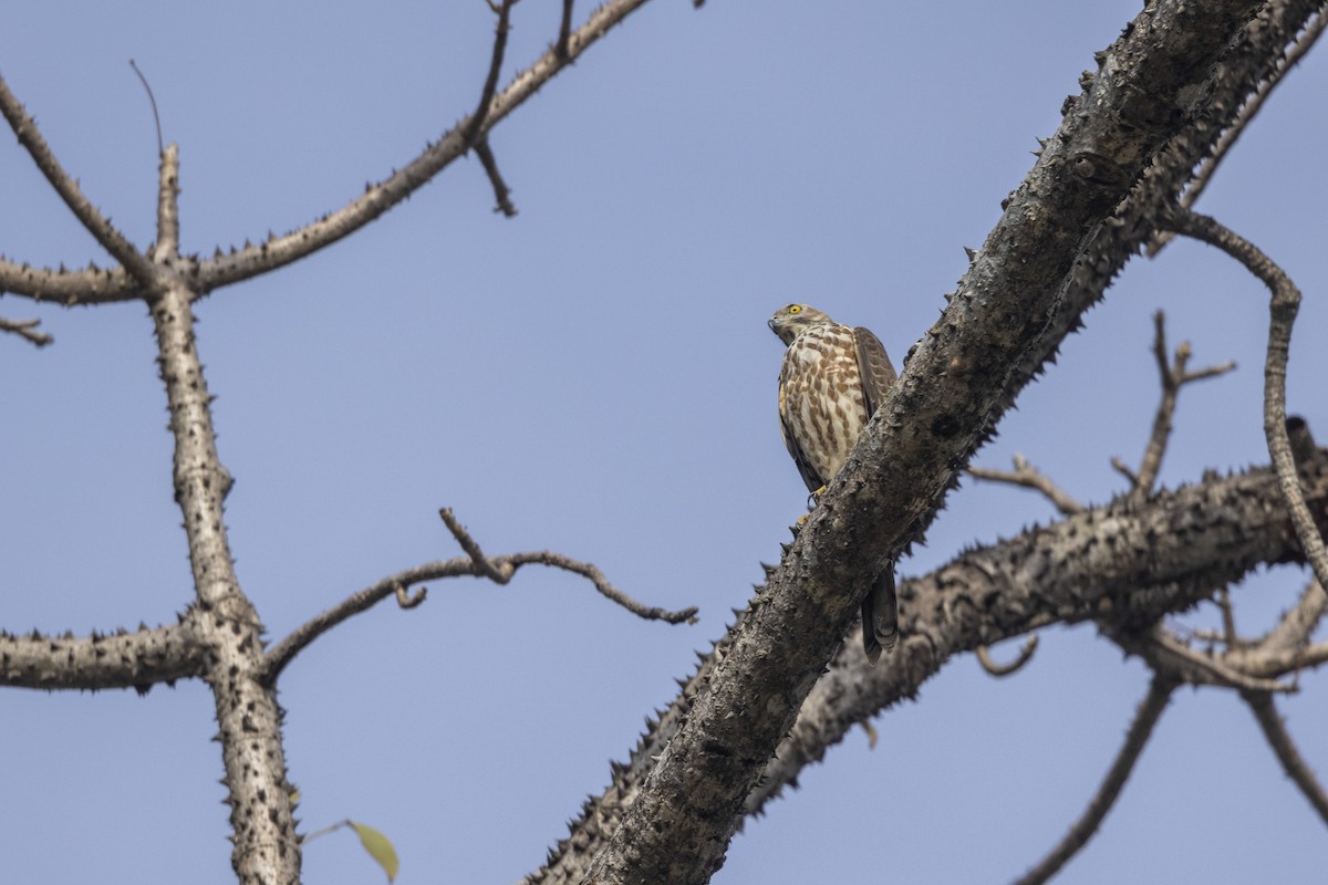 Shikra - ML646167894