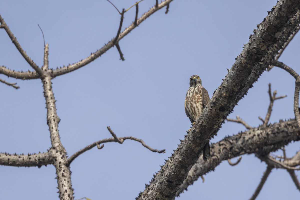 Shikra - ML646167895