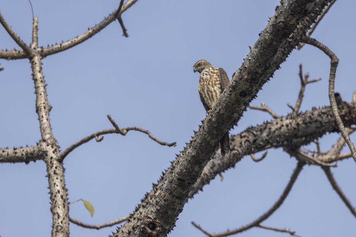 Shikra - ML646167896