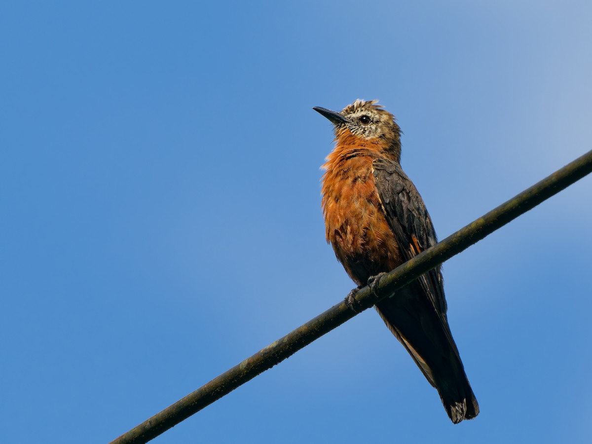 Cliff Flycatcher (Cliff) - ML646167897