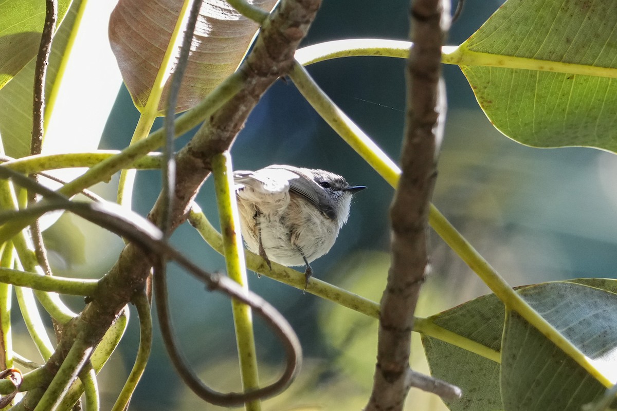 Brown Gerygone - ML646167900