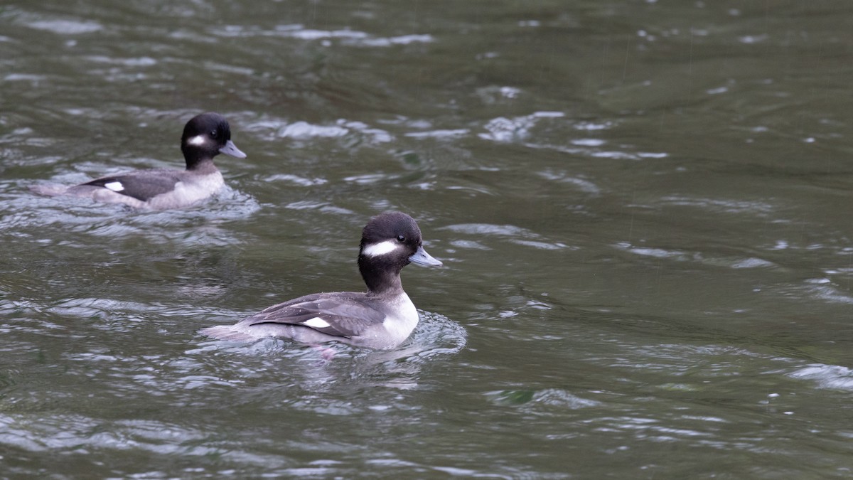 Bufflehead - ML646167902