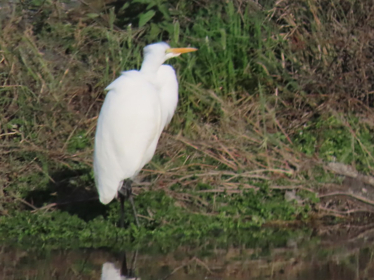 Great Egret - ML646167903