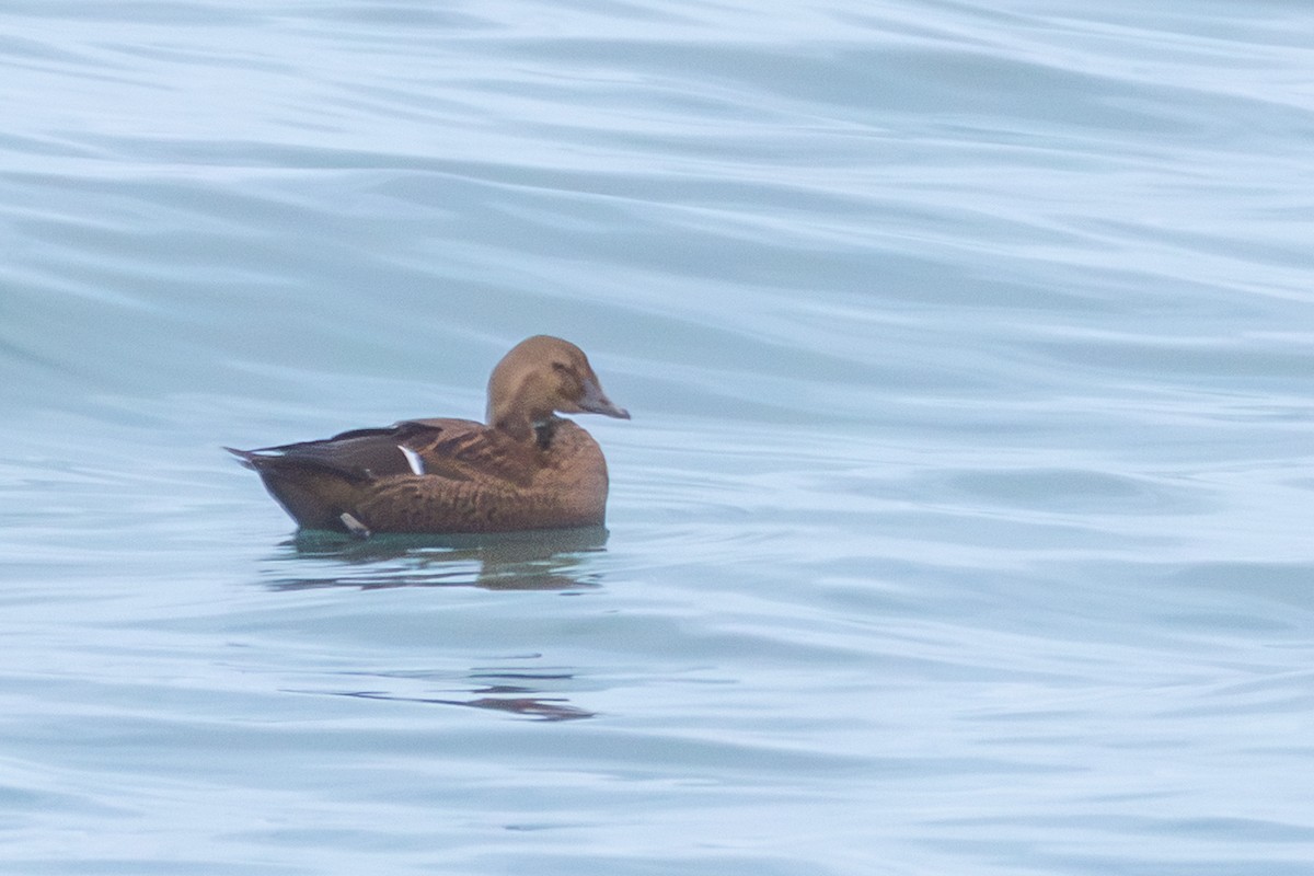 King Eider - ML646167904