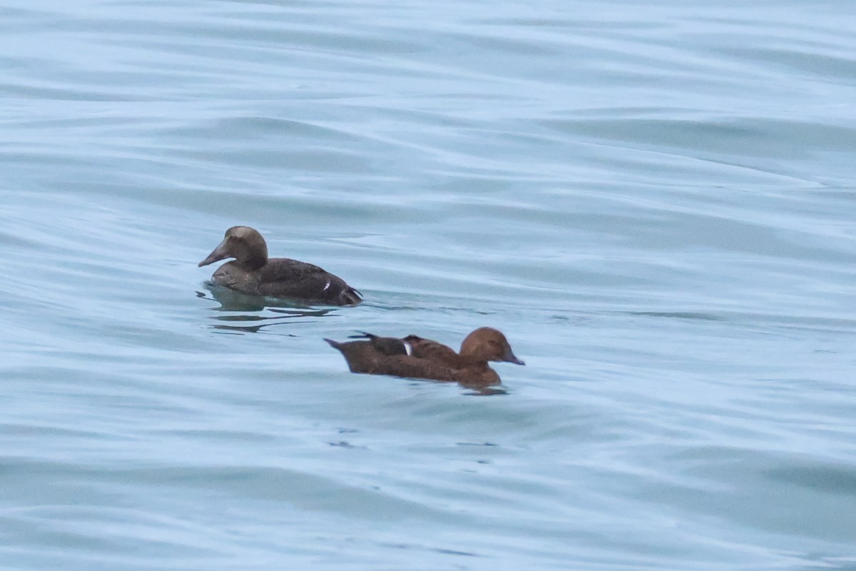 King Eider - ML646167905