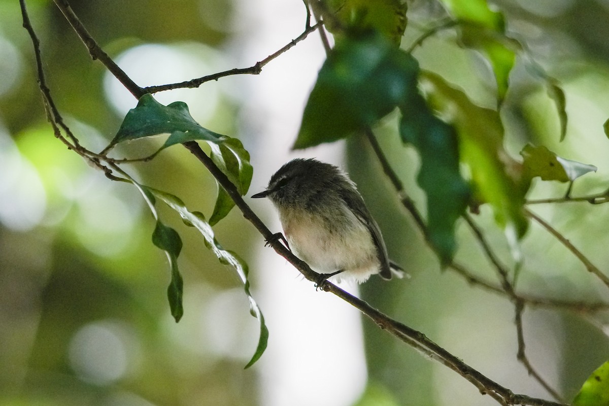 Brown Gerygone - ML646167906