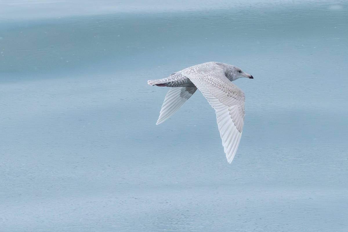 Glaucous Gull - ML646167909
